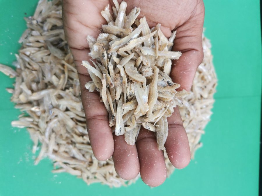 Sample Ikan Bilis Kopek Thailand – Gred A (100gm) - Image 3