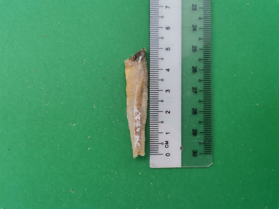 Sample Ikan Bilis Kopek Thailand - Gred B (1Kg) - Image 3