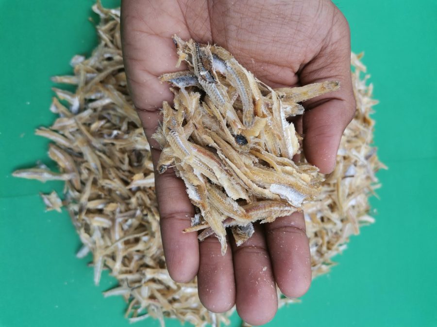 Sample Ikan Bilis Kopek Langkawi (100gm) - Image 3